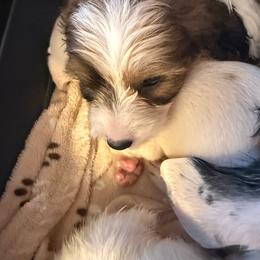 Boy 3 - Piebald male Dachshund puppy in Spokane, Washington from Dearhaven Doxie