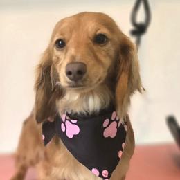 Piper - Dachshund