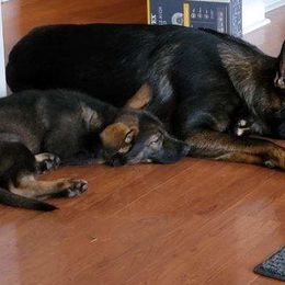 Boy 3 - German Shepherd puppy in Crown Point, Indiana from Nordwolfe