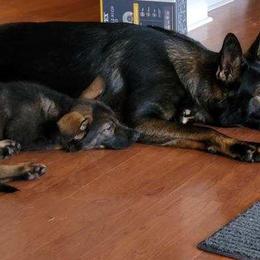 Boy 3 - German Shepherd puppy in Crown Point, Indiana from Nordwolfe