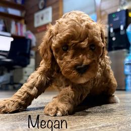 Megan - Red  female Poodle puppy in Dardanelle, Arkansas from Country Acre Poodles