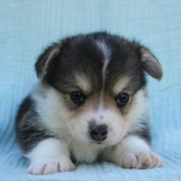 Boy 3 - Black and tan male Pembroke Welsh Corgi puppy in Williams, California from Bear Creek Corgis
