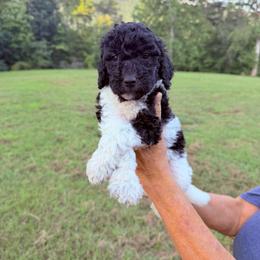 Maple - Parti female Goldendoodle puppy in Jasper, Georgia from Harrington Doodles & Poodles