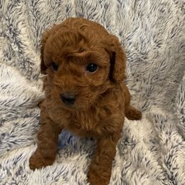 Poodle puppies from Amelia's Poodles