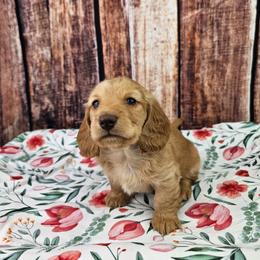 Charlie - Red male Dachshund puppy in Malad City, Idaho from Mountain Sage Dachshunds