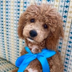 Gingerbread - Cavachon puppy from Liberty Pups