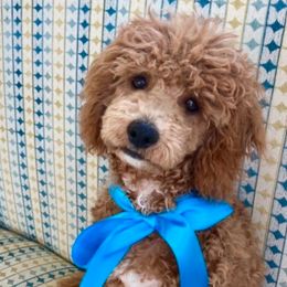 Gingerbread - Cavachon puppy from Liberty Pups