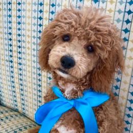 Gingerbread - Cavachon puppy from Liberty Pups