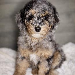 Apple Pie - Merle female Goldendoodle puppy in Everett, Washington from Pawlydoodles