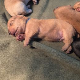 Dachshund Puppies from Rebeka Davy