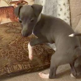 Girl 2 (Tish) - Blue female Italian Greyhound puppy in Plains, Georgia from Amayz Italian Greyhounds
