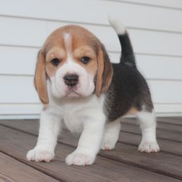 Dailey - Black tan and white female Beagle puppy in Morrill, Kansas from Kelle Beagles