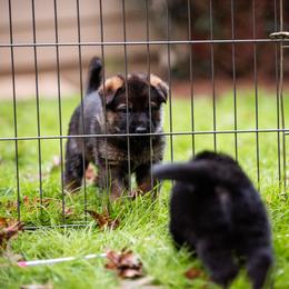 "Lilac " German Shepherd Puppies from MCX K9