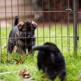 "Lilac " German Shepherd Puppies from MCX K9