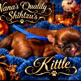 Kittle - Red and white male Shih Tzu puppy in Sacramento, California from NANA’S  QUALITY SHIH TZU'S