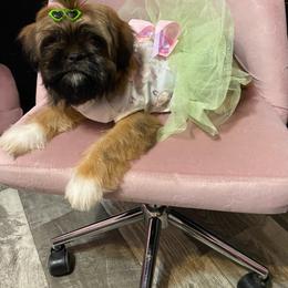 Yari - Sable and white female Shih Tzu puppy in Roseville, Michigan from Diamond Paws LLC