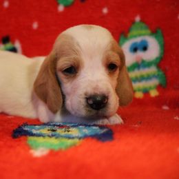 Basset Hound Puppies from Great Lakes Kennel