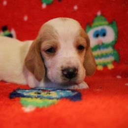 Basset Hound Puppies from Great Lakes Kennel