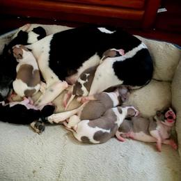 Whippet Puppies from Tigger’s Whippets