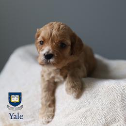 Yale - Red female Cockapoo puppy in Canastota, New York from Silver City Cockapoos
