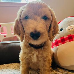 Brown - Cream male Goldendoodle puppy in Humble, Texas from Donna Bear and the Golden Doodles