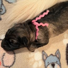 Girl 1 - Sable female German Shepherd puppy in Valley Springs, South Dakota from Von Pasch German Shepherds