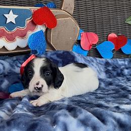 Red collar - Piebald male Dachshund puppy in Poteau, Oklahoma from Sisters Dazzling Dachshunds