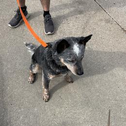 Australian Cattle Dog puppies from Moonlit Ranch
