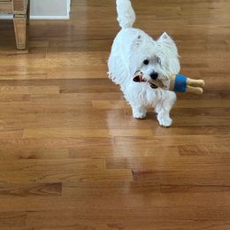 West Highland White Terrier All Grown Up from Kilmartin Westies