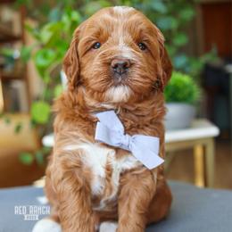 Sprout - Red  male Goldendoodle puppy in Salado, Texas from Red Ranch Dogs