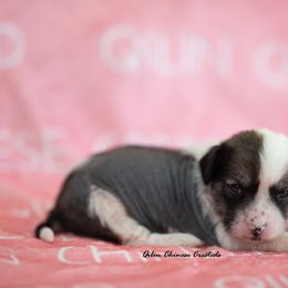 Chinese Crested Puppies from Qilin Chinese Crested