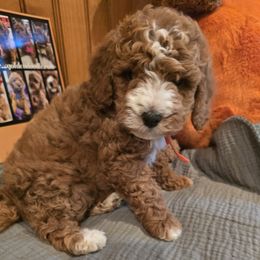 Bernedoodle and Goldendoodle Puppies from 4goldendoodles