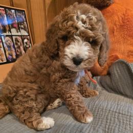 Bernedoodle and Goldendoodle Puppies from 4goldendoodles