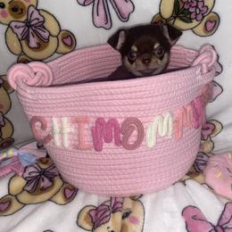 Betsey - Chocolate and tan female Chihuahua puppy in Jacksonville, Florida from Jacari dines