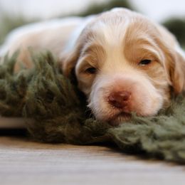 Olivia - Apricot female Goldendoodle puppy in Windsor, Colorado from Front Range Family Doodles