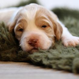 Olivia - Apricot female Goldendoodle puppy in Windsor, Colorado from Front Range Family Doodles