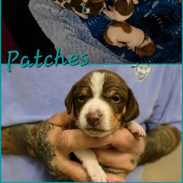 Patches - Piebald male Dachshund puppy in New Caney, Texas from BouncinMiniWeenies