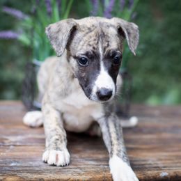 Borzoi and Whippet Puppies from Ivanhoe Borzoi