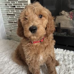 Saffron - Red - Apricot Goldendoodle puppy in Stansbury Pk, Utah from My Doods