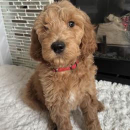 Saffron - Red - Apricot Goldendoodle puppy in Stansbury Pk, Utah from My Doods