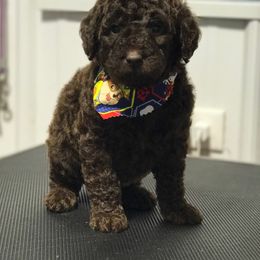 Olde English Bulldogge and Poodle Puppies from Valors Clutch Bulldogges