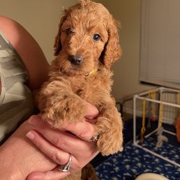 Double Doodle, Goldendoodle, Labradoodle, and Poodle Puppies from Amore Doodles & Poodles