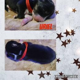 Uriel - Black tri-color male Australian Shepherd puppy in Pottstown, Pennsylvania from Easter Lily Australian Shepherds