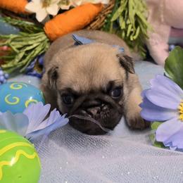 Fawn Boy - Fawn male Pug puppy in Tulsa, Oklahoma from Locust Creek Pugs