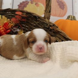 Cavalier King Charles Spaniel Puppies from Noble Ridge Cavaliers