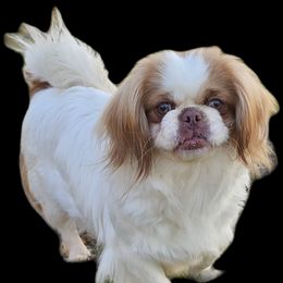 GIGI - Pekingese