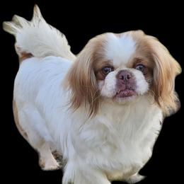 GIGI - Pekingese