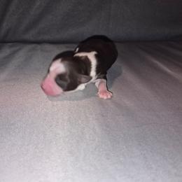 Girl 1 - Red tri female Toy Australian Shepherd puppy in Humansville, Missouri from Tater Tot aussies