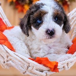 Scout - Brown and white male Aussiedoodle puppy in Byron, Georgia from Southern Olive Doodles 🫒