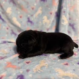 Orange Collar - Black female Cane Corso puppy in Paris, Texas from Knucklehead Cane Corso